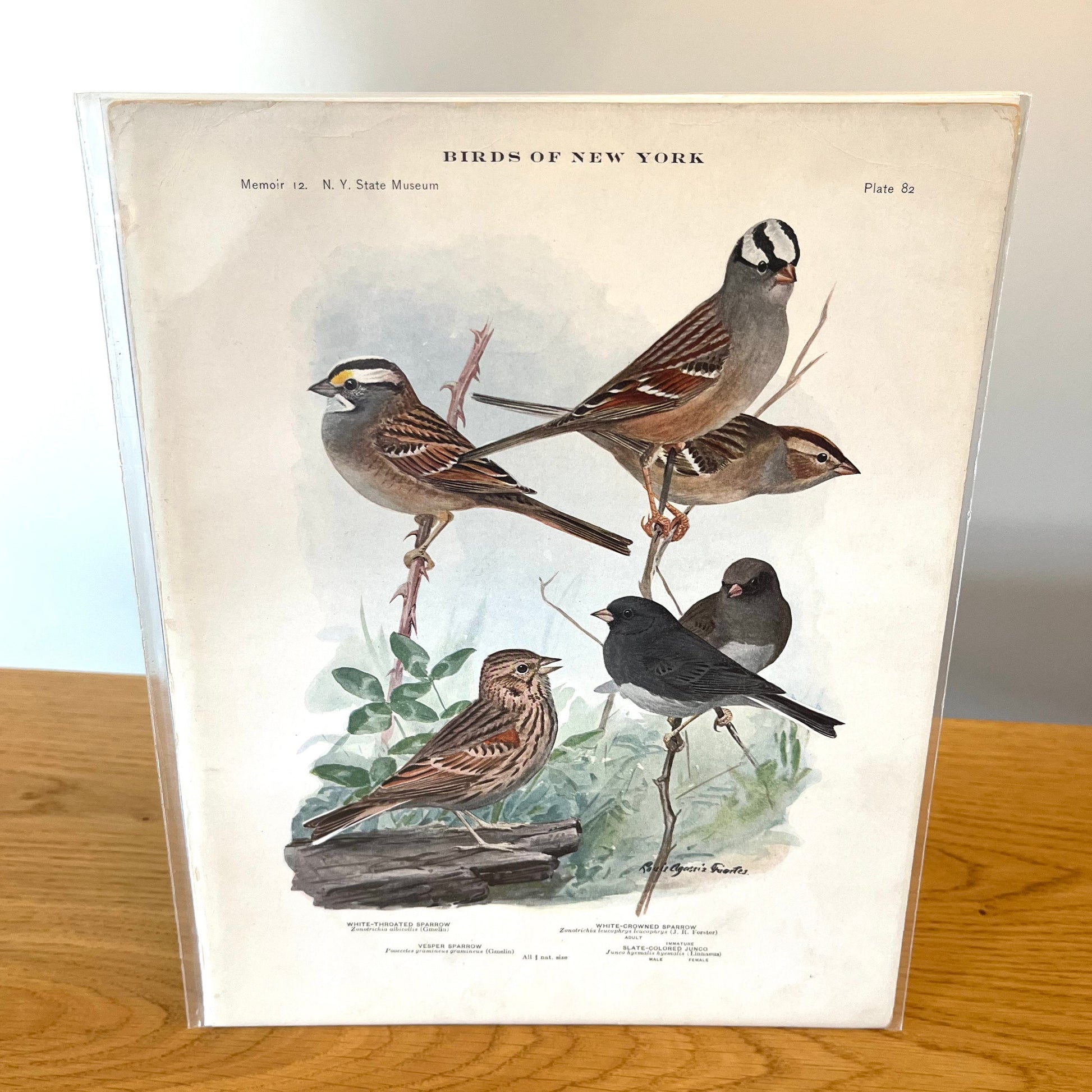 Sparrows and Junco - Birds of New York Plate 82 (1910) Vintage Print