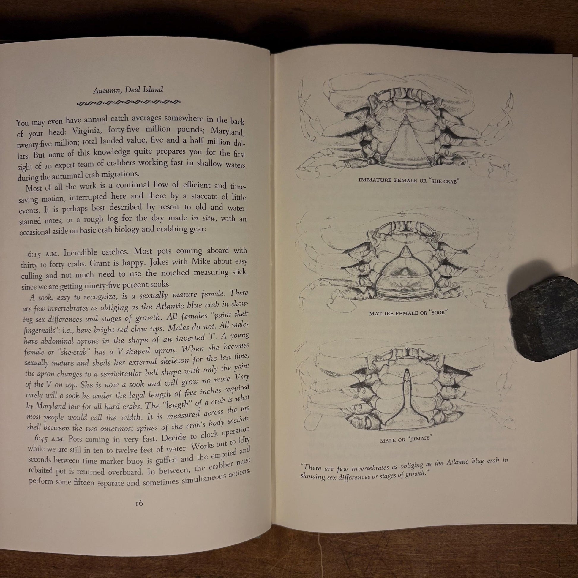 Early Printing - Beautiful Swimmers: Watermen, Crabs and the Chesapeake Bay / William W. Warner (1976) Vintage Hardcover Book