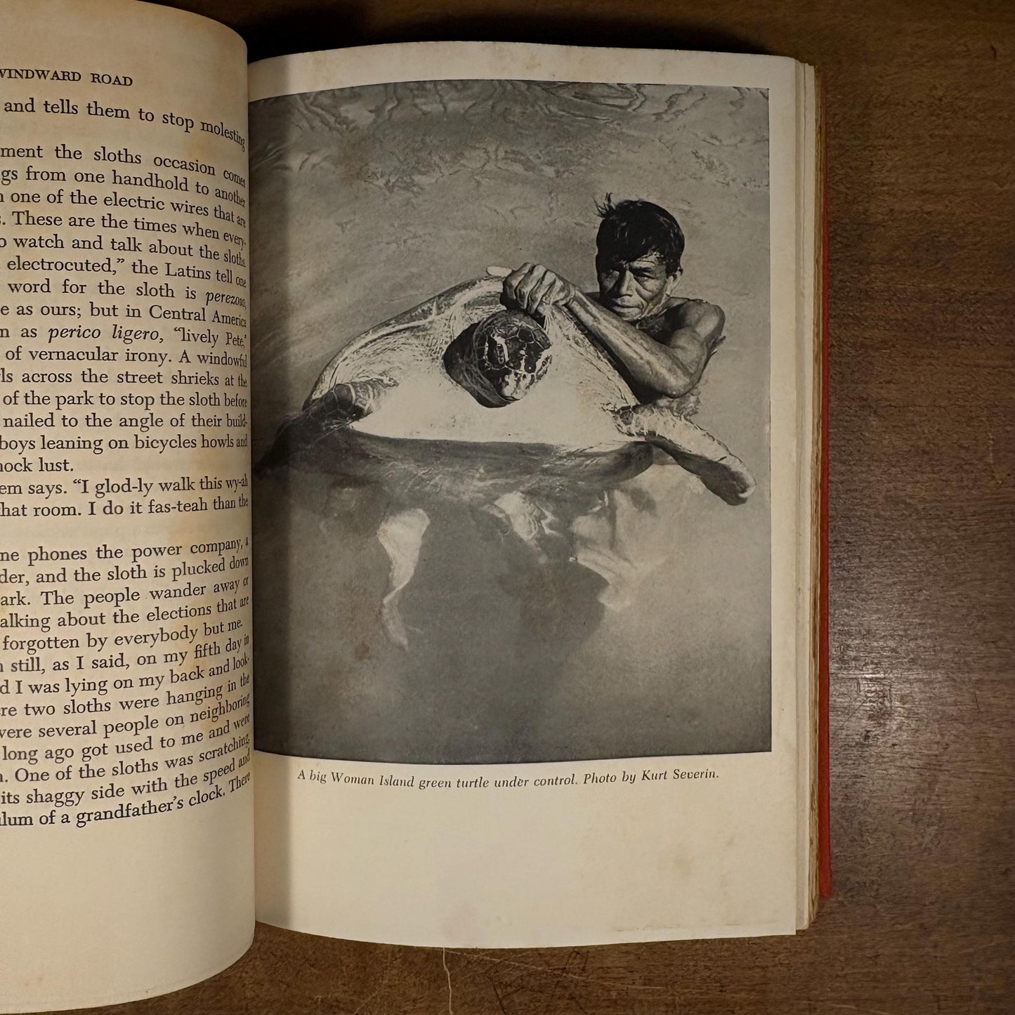 The Windward Road: Adventures of a Naturalist on Remote Caribbean Shores / Archie Carr (1956) Vintage Hardcover Book
