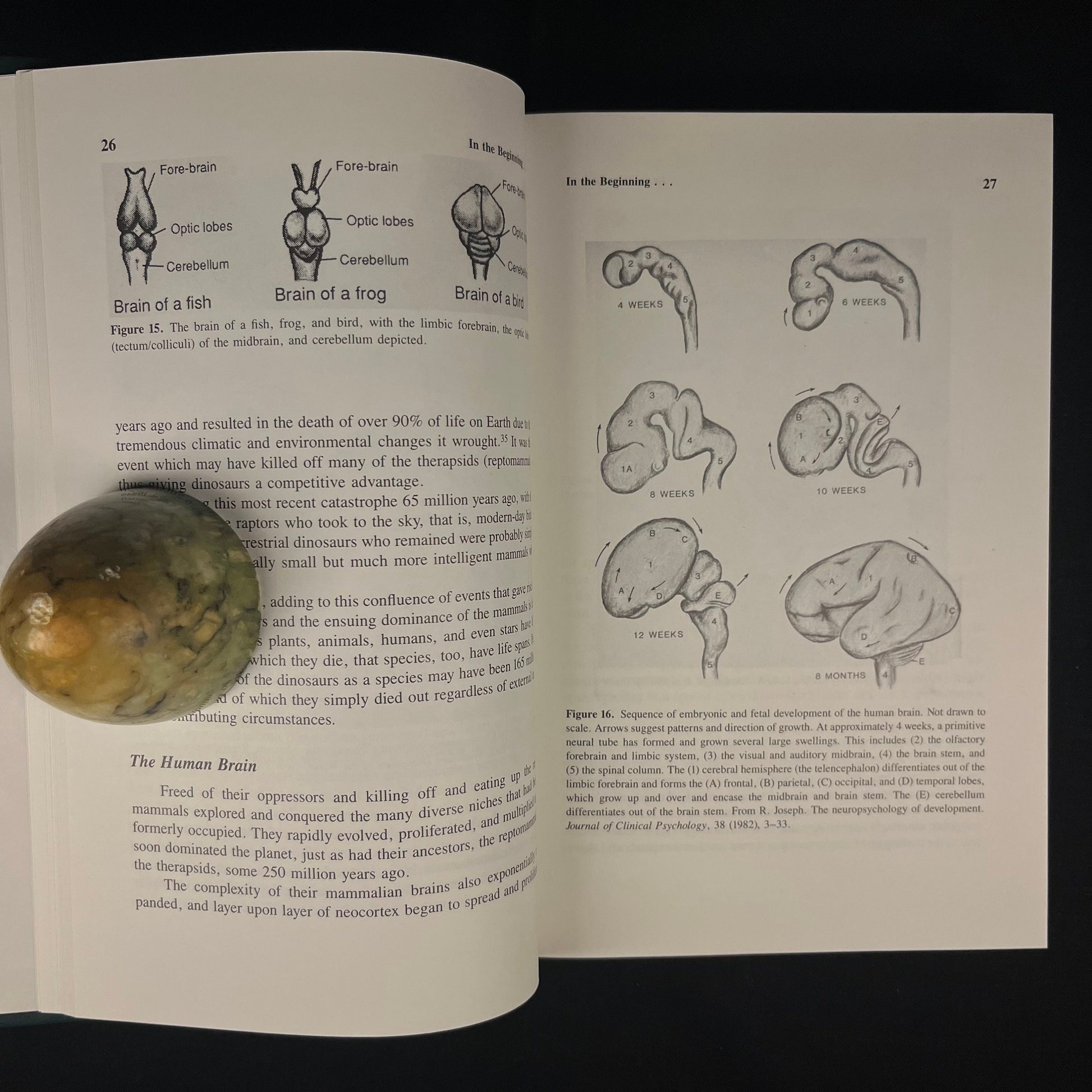 The Naked Neuron: Evolution and the Languages of the Body and Brain by R. Joseph (1993) Vintage Hardcover Book