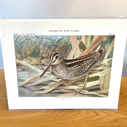 Wilson Snipe - Birds of New York Plate 32 (1910) Vintage Print