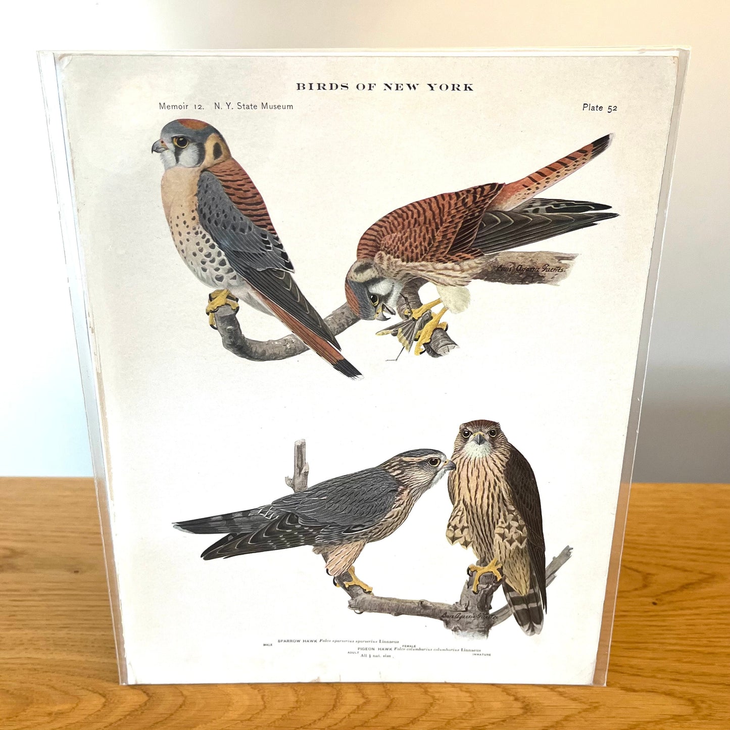 Sparrow and Pigeon Hawks - Birds of New York Plate 52 (1910) Vintage Print