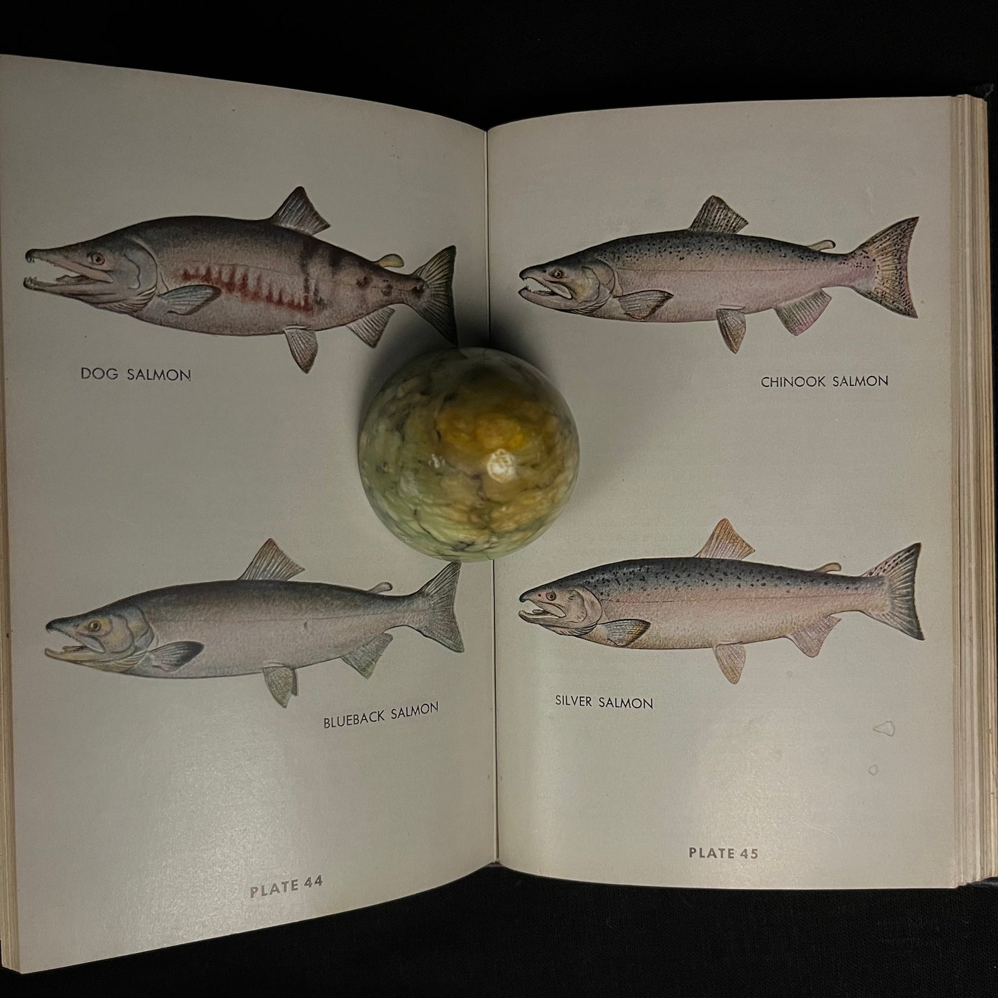 North American Game Fishes by Francesca LaMonte (1950) Vintage Hardcover Book