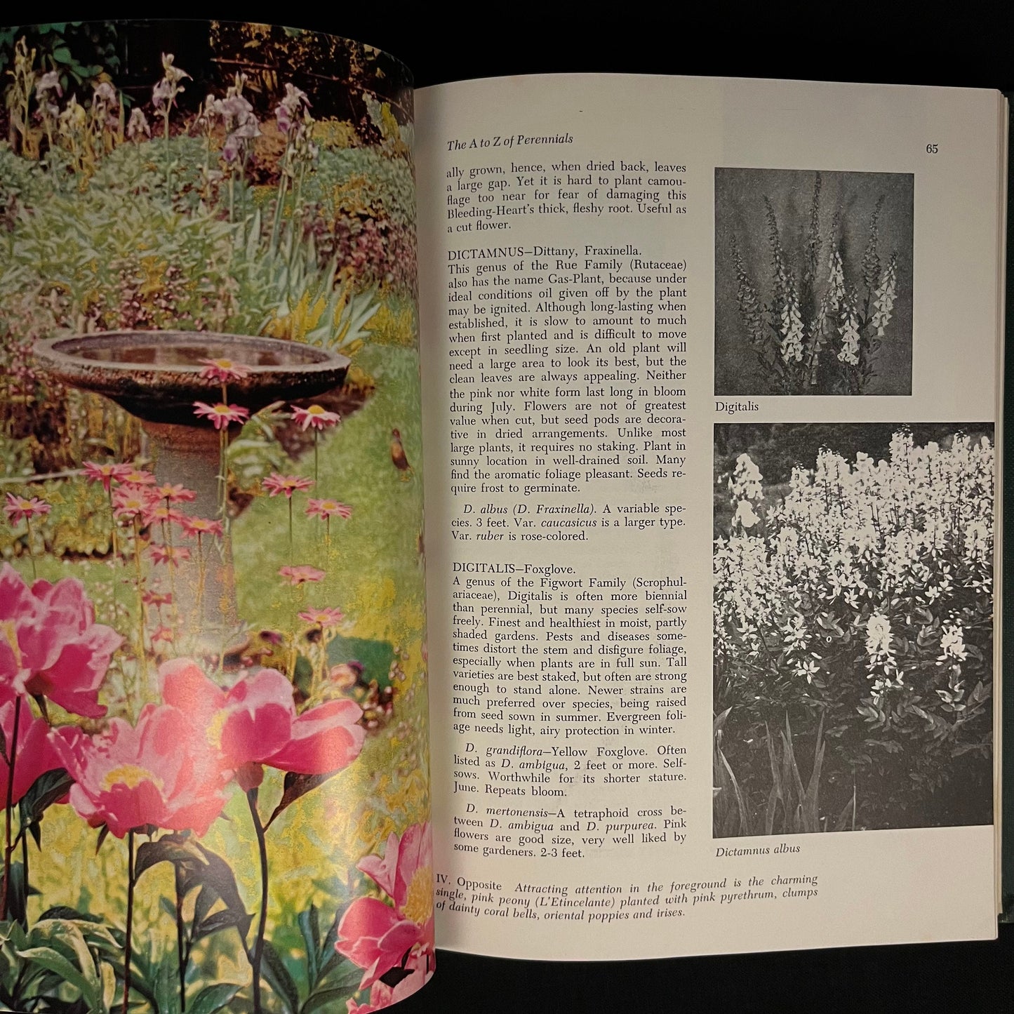 The Picture Book of Perennials by Arno and Irene Nehrling (1964) Vintage Hardcover Book