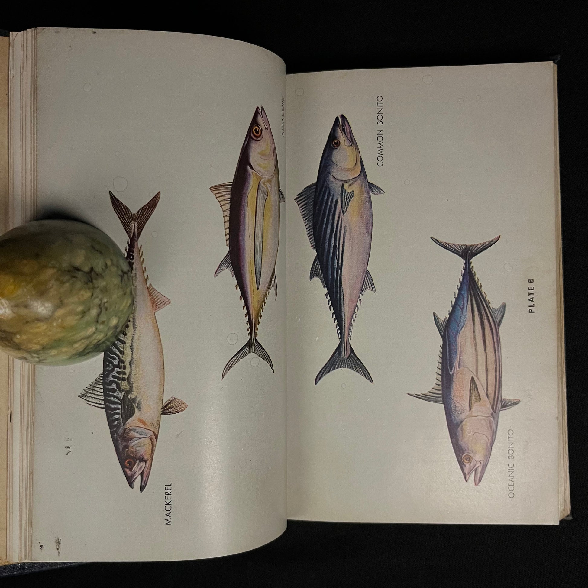 North American Game Fishes by Francesca LaMonte (1950) Vintage Hardcover Book